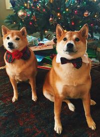 Portrait of dog on christmas tree
