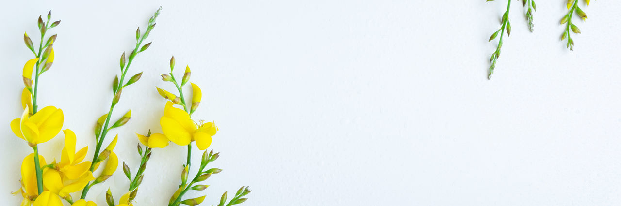 CLOSE-UP OF YELLOW FLOWERS AGAINST WHITE BACKGROUND