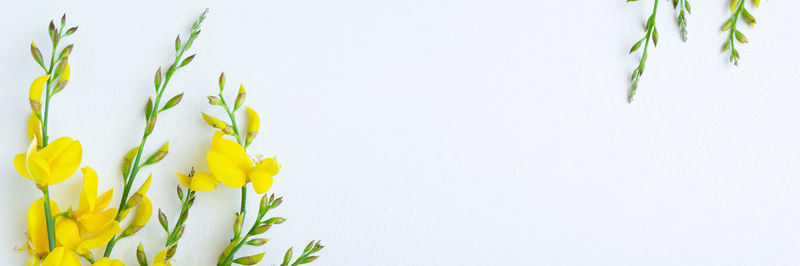 Close-up of yellow flowering plant against white background