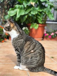 Close-up of a cat looking away