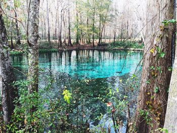 Scenic view of lake in forest