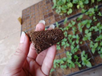 Close-up of hand holding leaf