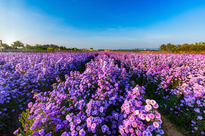 Purple flowering plants on field against sky