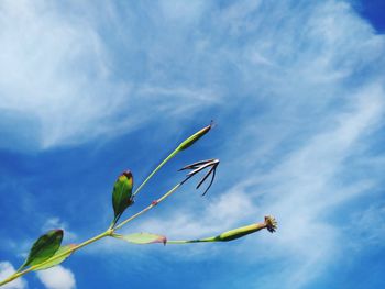 Low angle view of flowering plant against blue sky