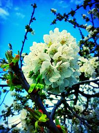 Low angle view of flower tree against sky