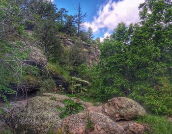 Scenic view of forest against sky