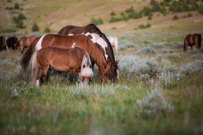 Horses grazing in a field