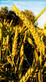 Close-up of wheat growing on field