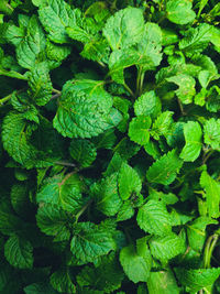 Full frame shot of green leaves