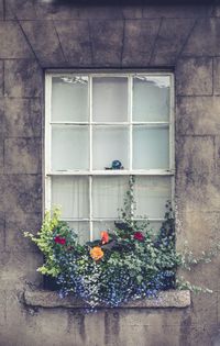 Flowers growing on window