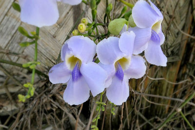 High angle view of purple crocus flowers on field