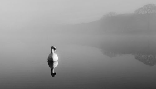 Duck swimming in lake