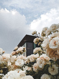 White flowering plants by building against sky during winter