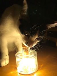 Close-up of cat drinking glass