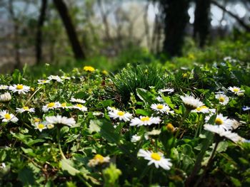 Close-up of flowering plants on land