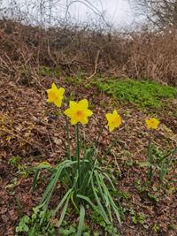 Close-up of yellow daffodil flowers on field