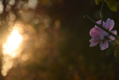 Close-up of flower growing on tree