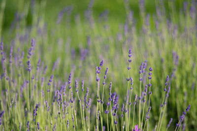 Lavenders blooming on field