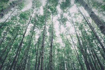 Low angle view of trees in forest