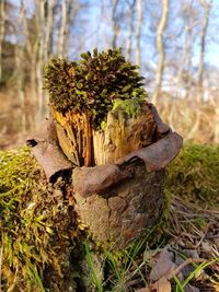 Close-up of tree trunk on field