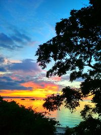 Silhouette of tree at sunset