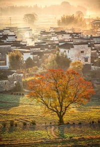 Trees and buildings against sky during sunset