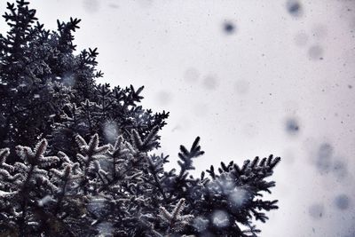 Low angle view of snow on pine tree