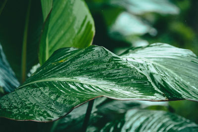 Raindrops on the leaf, rainy day