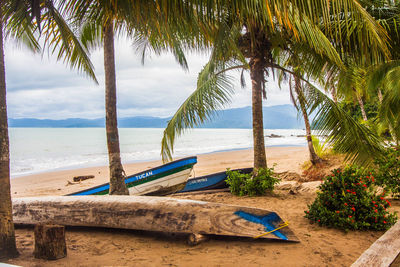 Palm trees on beach against sky