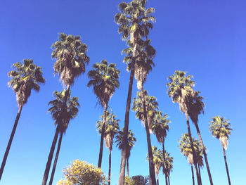 Low angle view of palm trees against blue sky