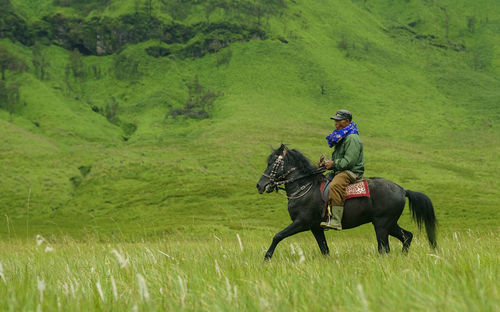 Horse riding horses in a field