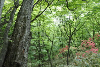 Trees in forest