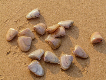 High angle view of shells on sand