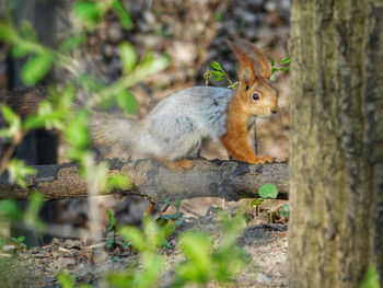 Portrait of squirrel on tree