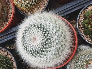 High angle view of cactus