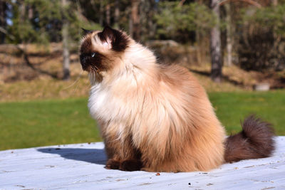 Horse looking away on field