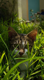 Close-up portrait of lizard on grass