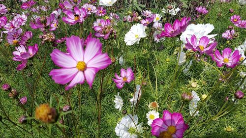 High angle view of pink crocus flowers on field