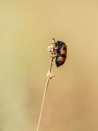 Close-up of ladybug on leaf