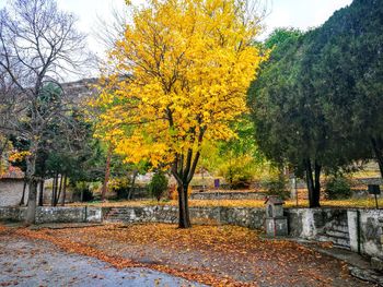 Yellow trees on landscape during autumn
