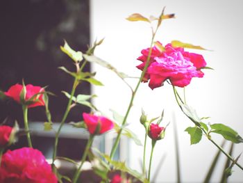 Close-up of pink flowers blooming outdoors