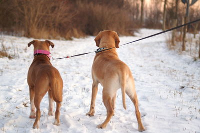 Dogs on snow covered field