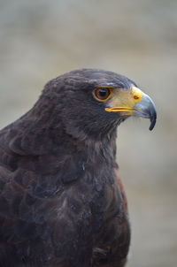 Close-up of owl