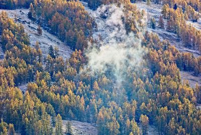 Pine trees in forest during autumn