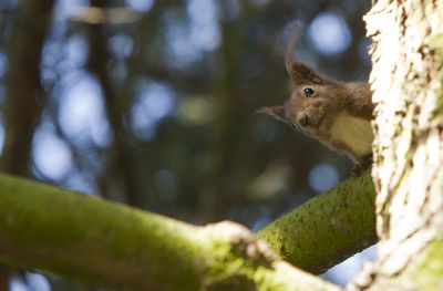 Close-up of squirrel on tree trunk