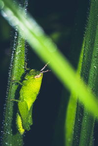 Close-up of insect on plant