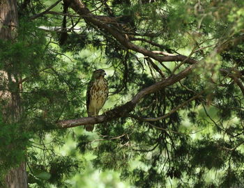 Bird perching on a tree