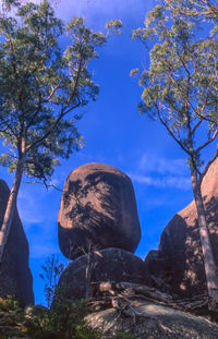 Low angle view of tree on rock against sky