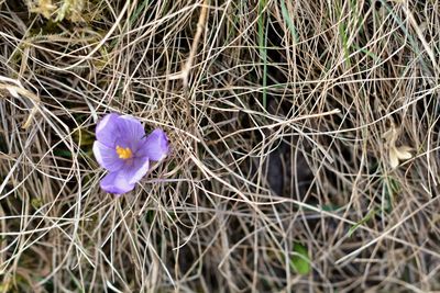 Close-up of purple crocus in field