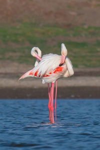 A pair of greater flamingos preening after a long bath in water